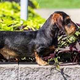 Ace - Dachshund