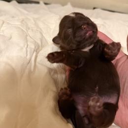 Daisy - Chocolate female Shih Tzu puppy in Live Oak, California from Irma's Shih Tzus