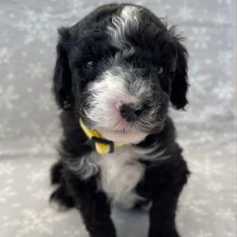 Yellow - Black and white female Sheepadoodle puppy in Archer, Florida from Gainesville Sheepadoodles