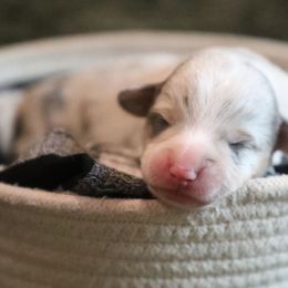 Glacier - Blue merle and white male American Corgi puppy in Plains, Montana from Diamond Corgis
