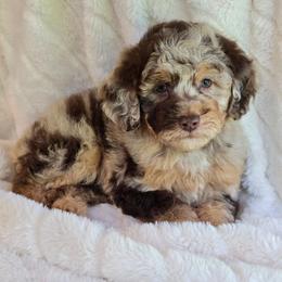 Moana - Brown merle female Aussiedoodle puppy in Cleveland, Georgia from Jam's Doodles And Poodles
