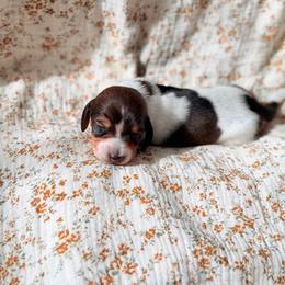 Dachshund Puppies from Drift & Dash Dachshunds