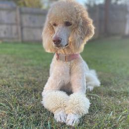 Yuki - Poodle