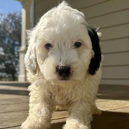 Boy 2 - Black and white male Bernedoodle puppy in Russiaville, Indiana from Pleasant Creek Minibernedoodles