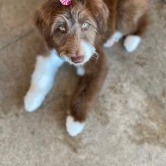 "Maya (Teeter from the Yellowstone litter)" Bordoodle Puppies from Brisby Bordoodles