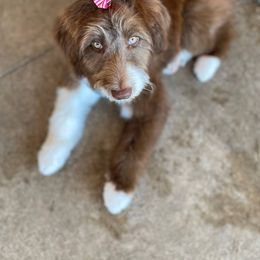 "Maya (Teeter from the Yellowstone litter)" Bordoodle Puppies from Brisby Bordoodles