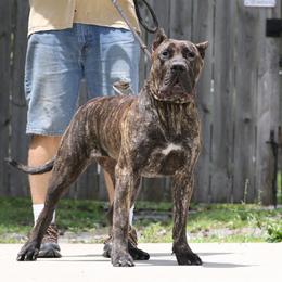 Yellow Collar - Tiger female Perro de Presa Canario puppy in Pocahontas, Illinois from Cabeza Grande Kennel