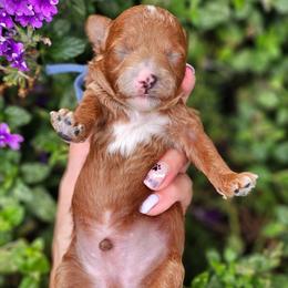 Clear akc boy - Red  male Poodle puppy in Salem, Missouri from Meadowbrook Poodles