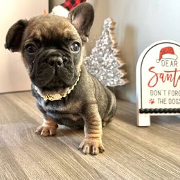 Fawn Sable from OFA certified parents(blue) - Fawn male French Bulldog puppy in Billings, Montana from Montana Made Frenchies
