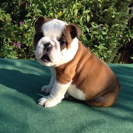 French Bulldogs from Bulldog Animal Kids