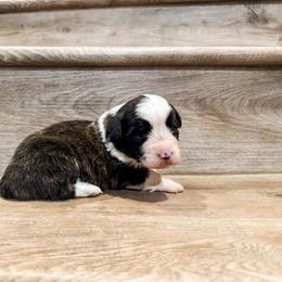 Willie (Fluffy) - Brindle and white male American Corgi puppy in Pahrump, Nevada from Desert Sunset Corgis