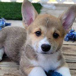 Boy 3 - Lloyd - Pembroke Welsh Corgi puppy in San Antonio, Texas from Bishop Paws & More.
