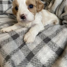 Boy 3 - Blenheim male Cavachon puppy in Pocatello, Idaho from Sarah's Cavachons & King Charles Cavalier Spaniels