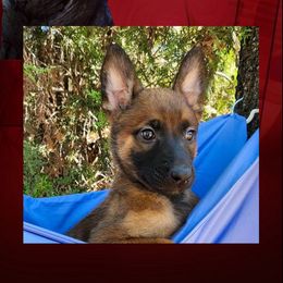 Groot - Red sable male Belgian Malinois puppy in Chino, California from BlueStone K9
