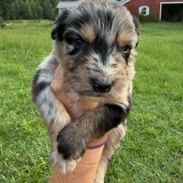 Echo - Blue merle female Australian Shepherd puppy in Four Oaks, North Carolina from RoseWest Farms