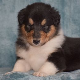 Cupid - Black white and tan male Collie puppy in Danville, Pennsylvania from Brookwood Collies, Smooth & Rough