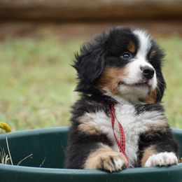 "Bunyan    Male    7 wks" Bernese Mountain Dog Puppies from Wilderness Way Berners