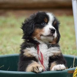 "Bunyan    Male    7 wks" Bernese Mountain Dog Puppies from Wilderness Way Berners