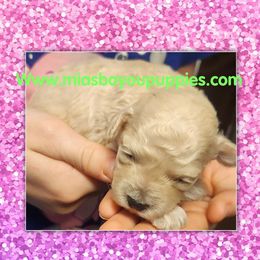 Cream - Cream female Poodle puppy in Louisiana from Mias Bayou Puppies, LLC