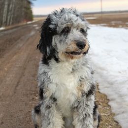 Fern - Aussiedoodle