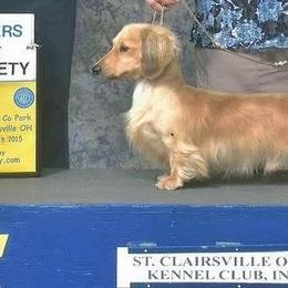 Dachshund All Grown Up from Karmas Dachshunds