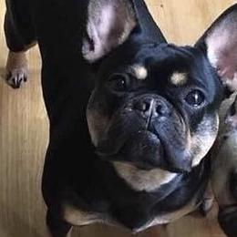 French Bulldog All Grown Up from Superior Frenchies