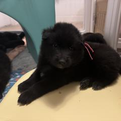 Nessie - Black female Belgian Sheepdog puppy in Guntersville, Alabama from Ozma Belgians