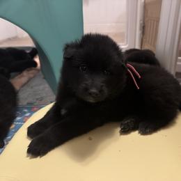 Nessie - Black female Belgian Sheepdog puppy in Guntersville, Alabama from Ozma Belgians