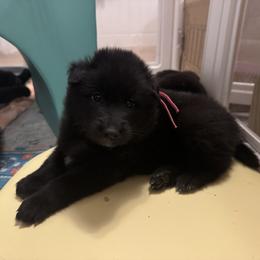 Nessie - Black female Belgian Sheepdog puppy in Guntersville, Alabama from Ozma Belgians