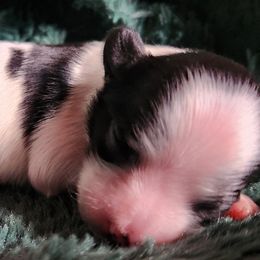 Cadha - White and black Papillon puppy in Pnw, Washington from Silhouette Papillons