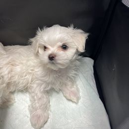 Maltese Puppies from Genice’s Small Wonders
