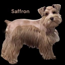 Saffron - Miniature Schnauzer