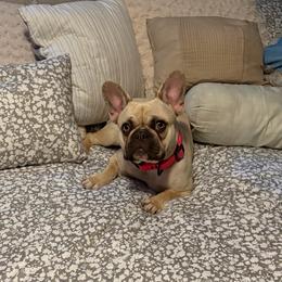 Indi Anna Jones Falco - Fawn and white female French Bulldog puppy in Franklin, Pennsylvania from Falco’s Frenchies