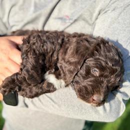 Juliette - Brown female Bernedoodle puppy in Warrensburg, Missouri from Dreamer Ridge Puppies