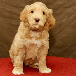 Danny - Caramel male Australian Labradoodle puppy in Stanwood, Washington from Victoria Creek Australian Labradoodles