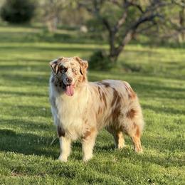 Layke - Australian Shepherd