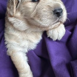 Golden Retriever Puppies from Chevaline Goldens