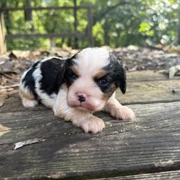 Maximus - Tri-color male Cavalier King Charles Spaniel puppy in Comer, Georgia from Stratton Spaniels