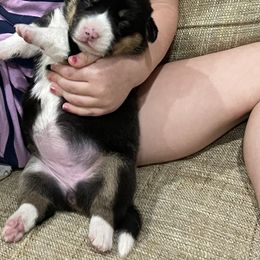 Pembroke Welsh Corgi Puppies from Mill Rock Farms