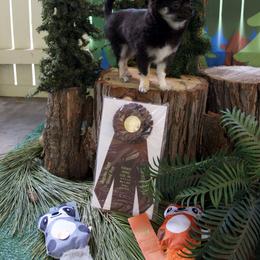 Chihuahua Puppies from Bri Chi's