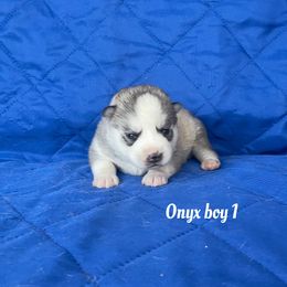 Onyx boy 1 - Gray and white male Siberian Husky puppy in Ocala, Florida from Florida Husky Puppies