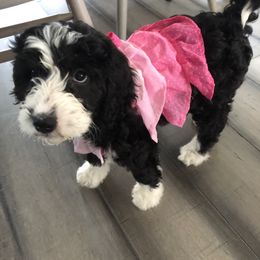 Aussiedoodle Puppies from Ridgeline Doodles