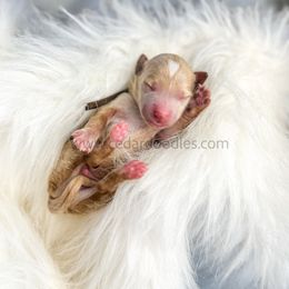 Brown Boy 9-15lbs - Red  male Goldendoodle puppy in Cedar City, Utah from Cedar Doodles- Home of the Teddybear Goldendoodle