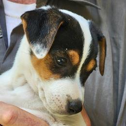 Fionna - Tri-color female Jack Russell Terrier puppy in California from Kimberlite