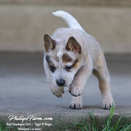 Australian Cattle Dog and Labrador Retriever Puppies from Lakylu Kennels