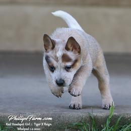 Australian Cattle Dog and Labrador Retriever Puppies from Lakylu Kennels