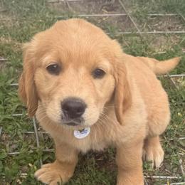 4th pick boy (Orange) - Golden male Golden Retriever puppy in Petaluma, California from Contango Goldens