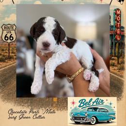Bel Air - Chocolate male Goldendoodle puppy in Garland, Texas from Twilight Doodles