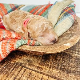 Labradoodle and Poodle Puppies from Lake City Poodles & Doodles
