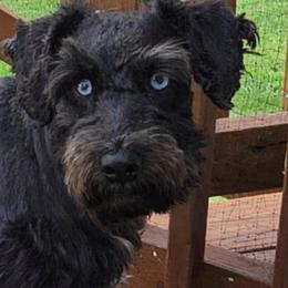 Cooper - Miniature Schnauzer